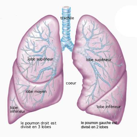 MAKP (Maladie Adénomatoïde Kystique Pulmonaire) : malformation ...